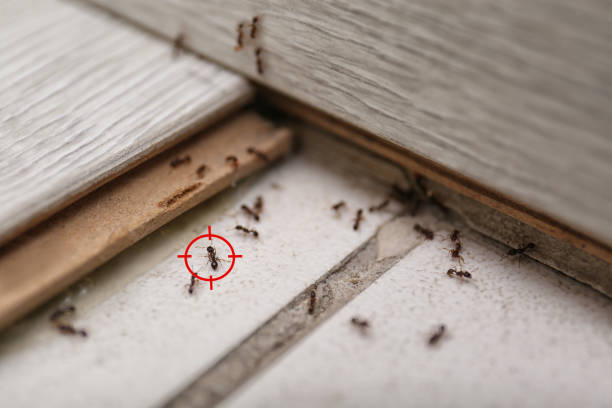Pest Control Cost in Sultan, WA